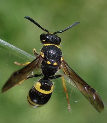 Ancistrocerus nigricornis